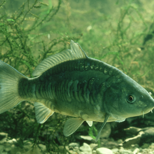 Mirror Carp 2-3" - Pack of two (2)