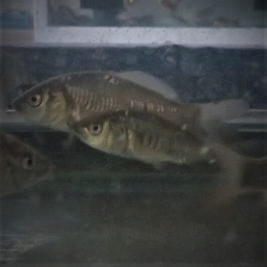 Mirror Carp 3-4" inches