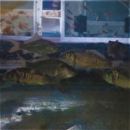 Mixed Bundle Common & Mirror Carp 2-3" - Pack of five (5)