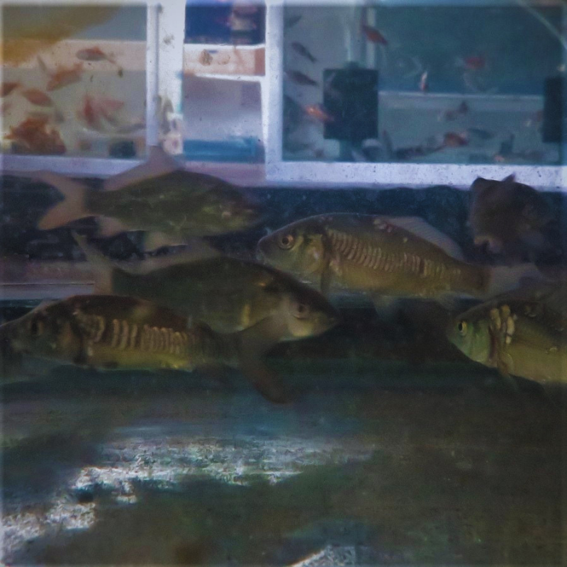 Mixed Bundle Common & Mirror Carp 2-3" - Pack of twenty (20)