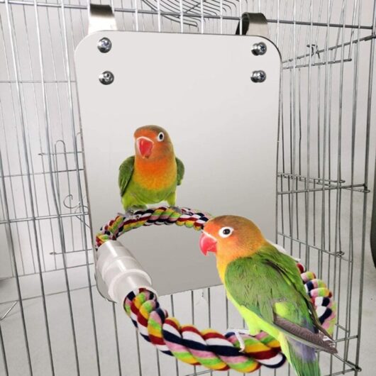 Ahlsen - Bird Mirror Toy with Rope, Perch, Parrot Biting Toy with Large Mirror, Parrot Claw, Bird Cage Perches, Chewing Mirror Toys for Budgerigars,
